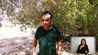 Les particularités de l’olivier et du sycomore