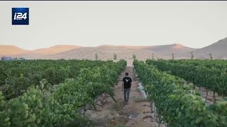 Des vignes dans le désert du Néguev